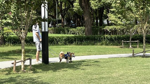 一周“升级版”游园带来哪些“乐与痛”？新葡京遛狗、帐篷……上海公园新规施行(图9)